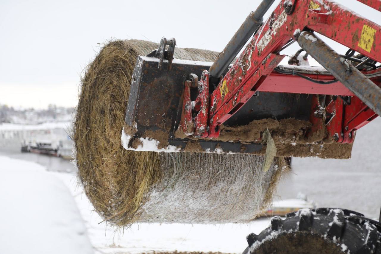 Бурёнки готовы к зиме. В хозяйстве «Мужевское» завершили подготовку к зиме — более 300 тонн питательных кормов уже на месте Бурёнки готовы к зиме. В хозяйстве «Мужевское» завершили подготовку к зиме — более 300 тонн питательных кормов уже на месте