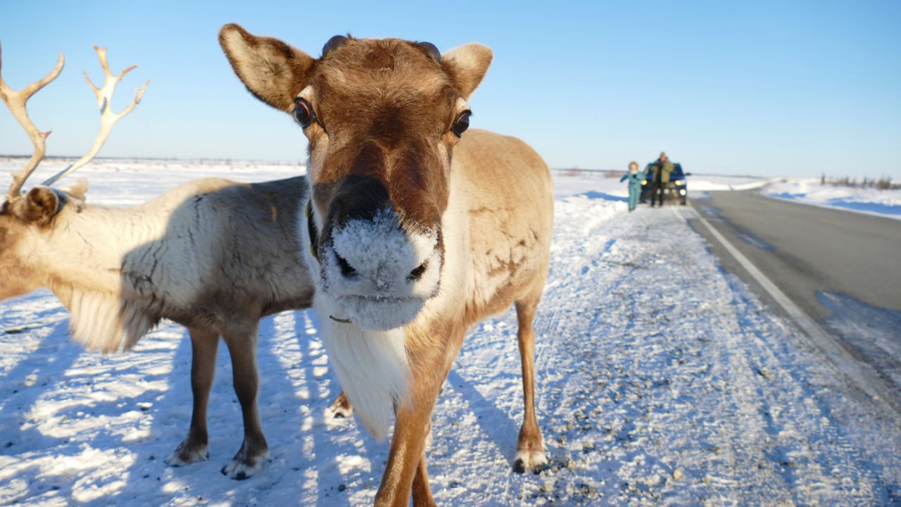 Кочевники готовятся к перегонам оленей по ямальским трассам
