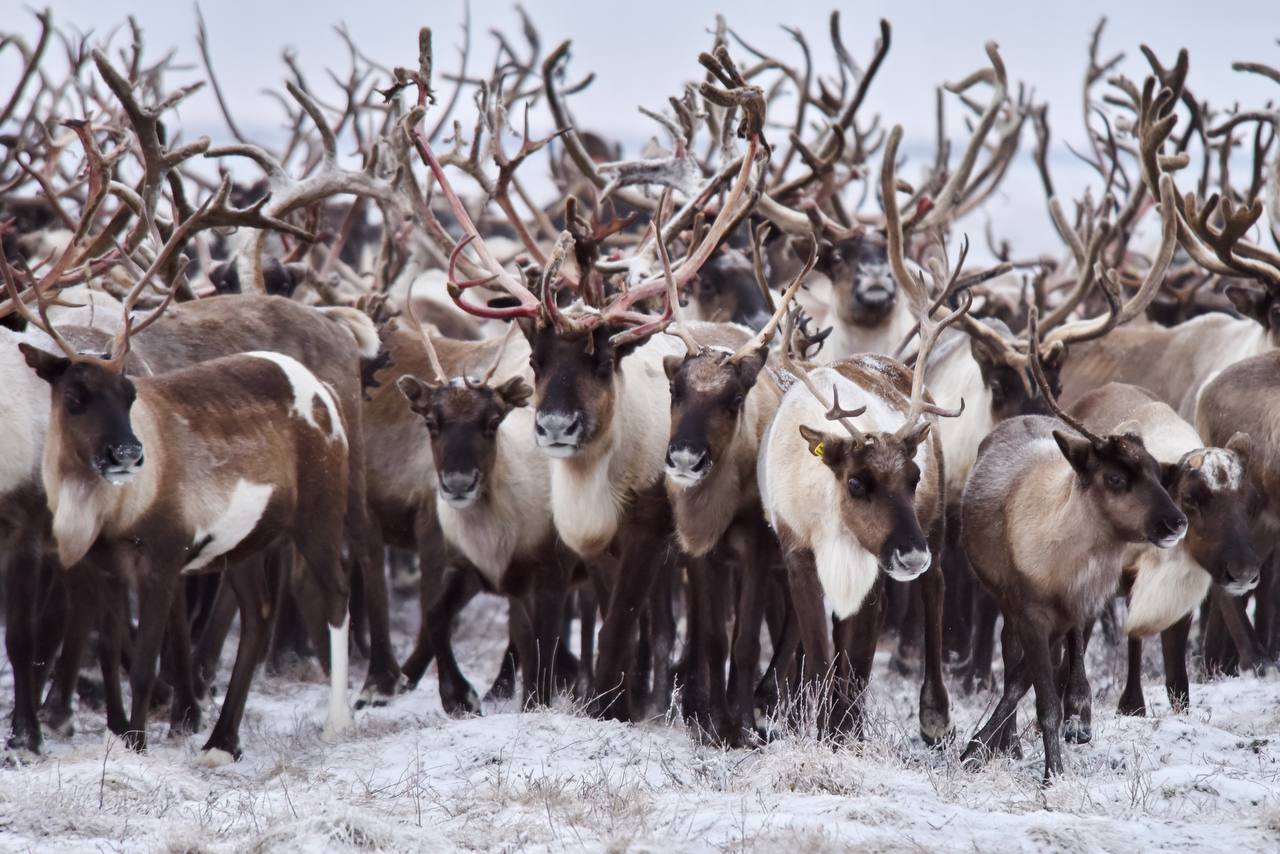 Тормози, водитель — впереди олень