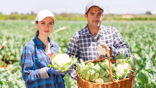 Эти сорта цветной капусты взойдут даже у неопытных садоводов: богатый урожай обеспечен