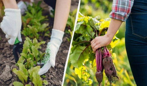 Секреты сладкой свеклы: как зола может изменить вашу урожайность