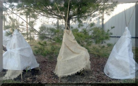 Как подготовить розы к зиме: секреты успешной перезимовки