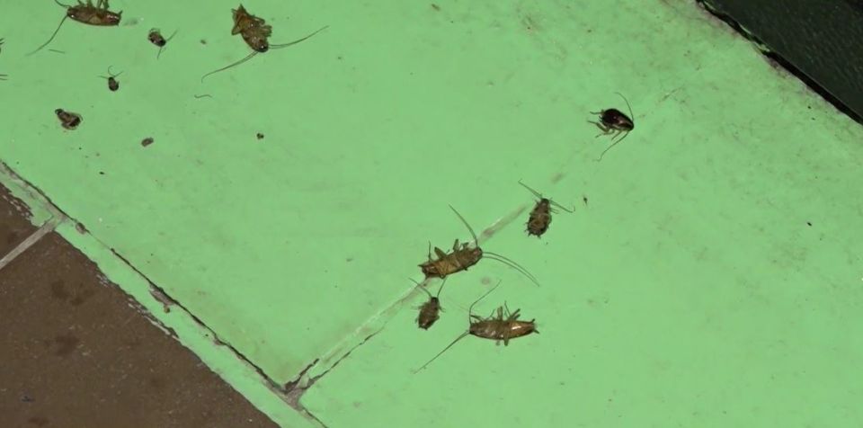 Тараканий ад в Ноябрьске: сосед-антисанитар держит в страхе весь подъезд