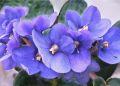 Как вернуть фиалкам яркое цветение: секреты успешного ухода