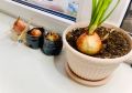 Успех в каждом зеленом перышке: выращивание лука на подоконнике