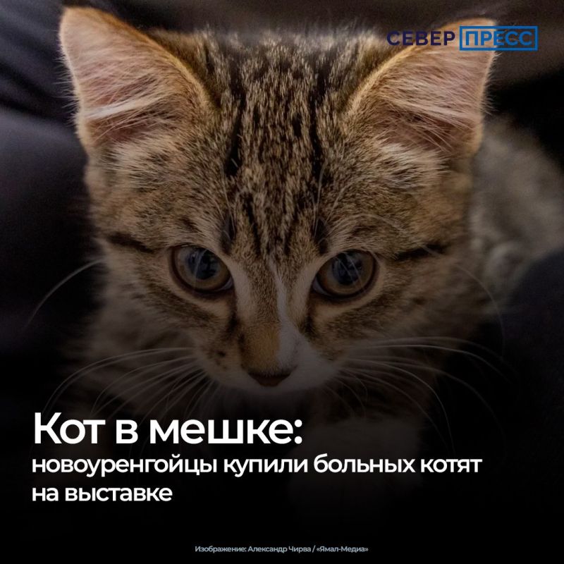 Интернеттегі DVR-де секс Айқайлары бар секс видео