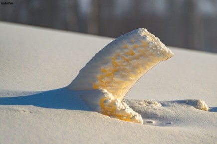 Природа творит чудеса: ледяные цветы на Ямале