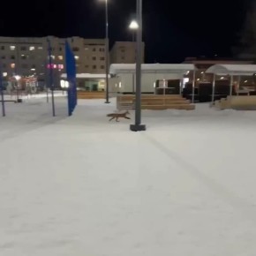 В 18 микрорайоне Надыма ямальцы заметили лису