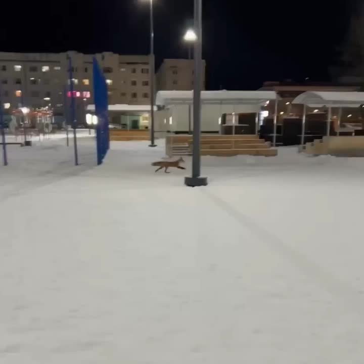 В 18 микрорайоне Надыма ямальцы заметили лису