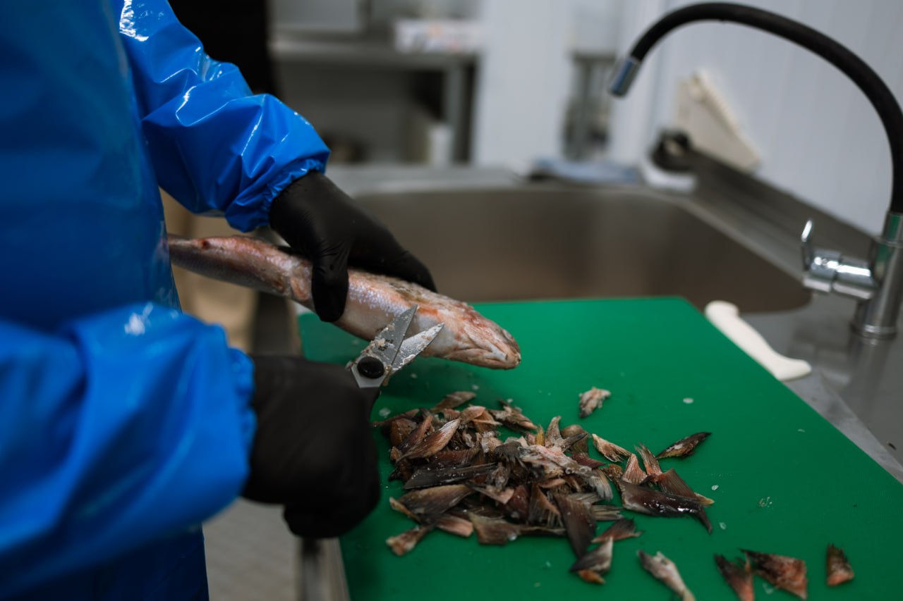 Семейная переработка рыбы. Съемочная группа ГТРК «Ямал» побывала на молодом салехардском предприятии по рыбопереработке Семейная переработка рыбы. Съемочная группа ГТРК «Ямал» побывала на молодом салехардском предприятии по рыбопереработке