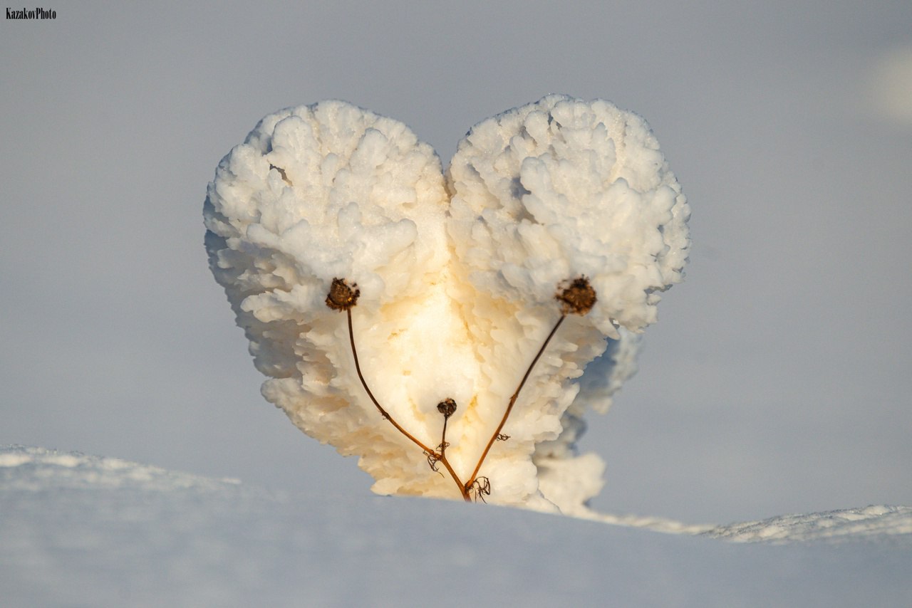 Природа творит чудеса: ледяные цветы на Ямале Природа творит чудеса: ледяные цветы на Ямале