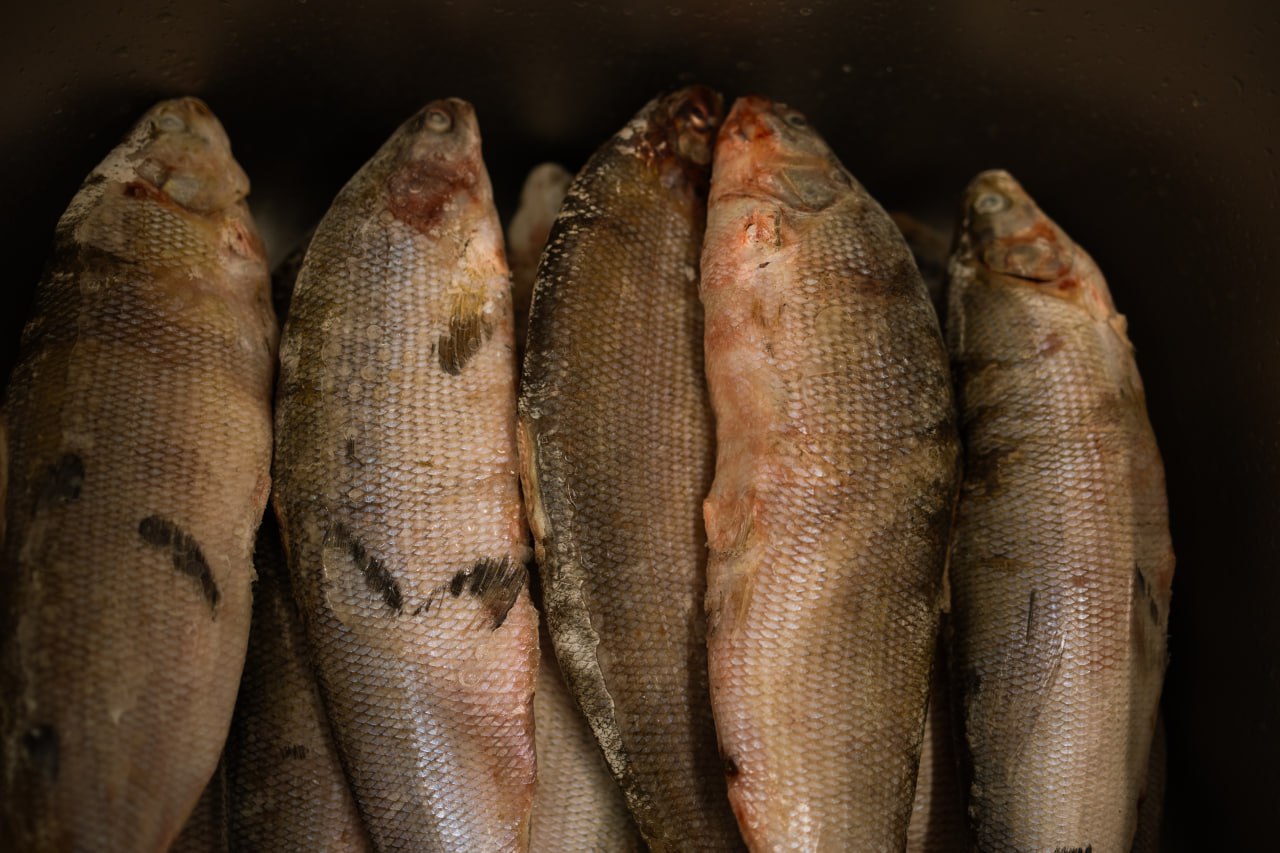 Семейная переработка рыбы. Съемочная группа ГТРК «Ямал» побывала на молодом салехардском предприятии по рыбопереработке Семейная переработка рыбы. Съемочная группа ГТРК «Ямал» побывала на молодом салехардском предприятии по рыбопереработке