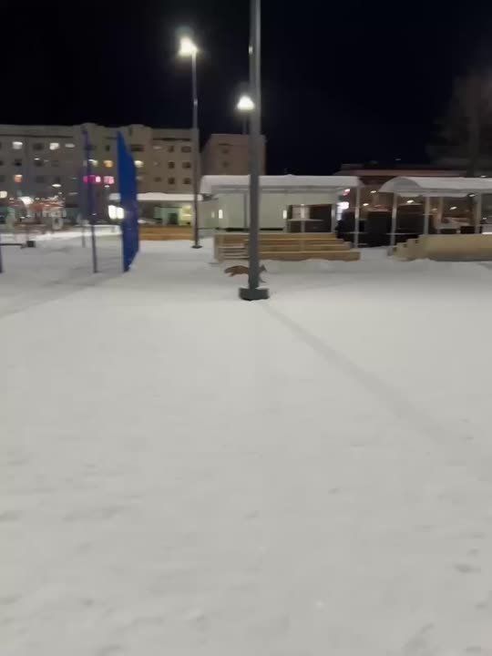 Лиса решила прогуляться ночью по улицам Надыма