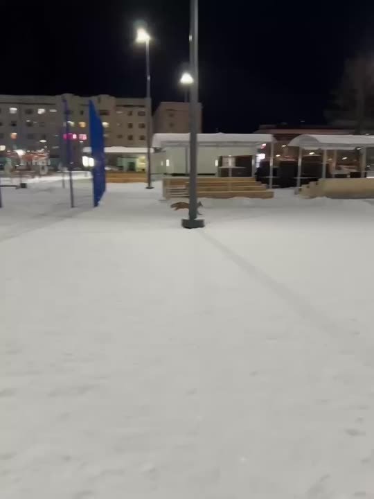 Лиса решила прогуляться ночью по улицам Надыма