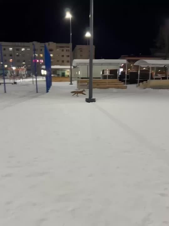 Наши подписчики заметили в 18 микрорайоне лису