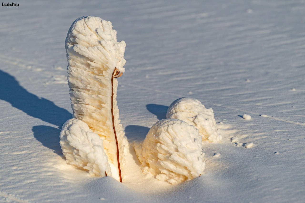 Природа творит чудеса: ледяные цветы на Ямале Природа творит чудеса: ледяные цветы на Ямале