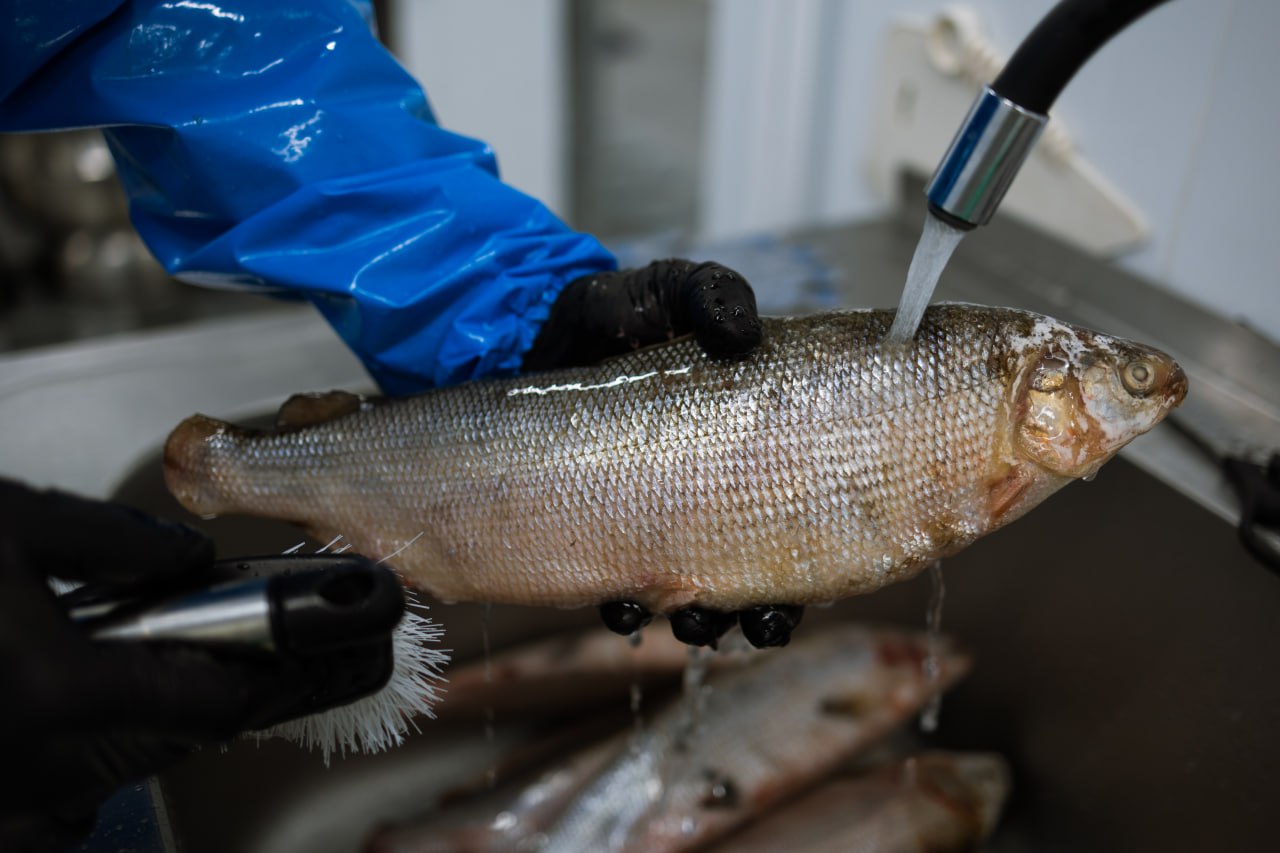 Семейная переработка рыбы. Съемочная группа ГТРК «Ямал» побывала на молодом салехардском предприятии по рыбопереработке