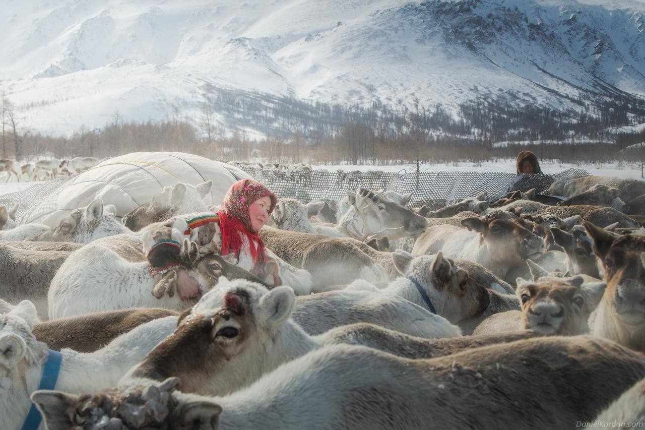По следам Севера: жизнь среди бескрайней тундры По следам Севера: жизнь среди бескрайней тундры