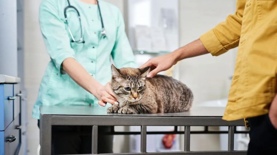 Скидка для пушистых друзей