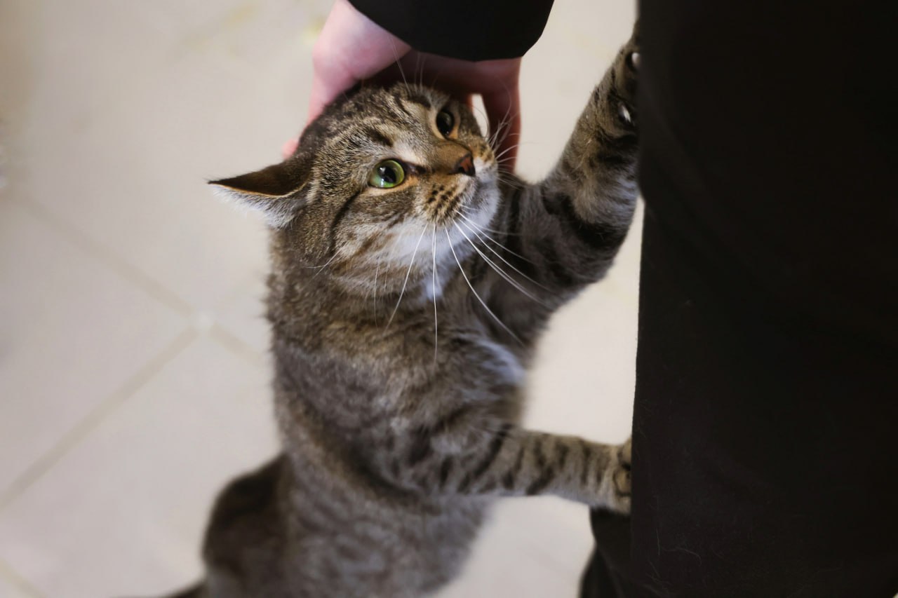 С 10 по 30 ноября государственные ветеринарные клиники проведут акцию «Арктическая выгода»: стерилизация кошек и собак станет дешевле на 20%