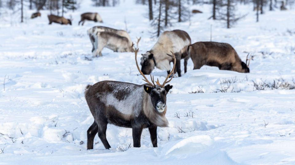 Внимание! На дорогах олени