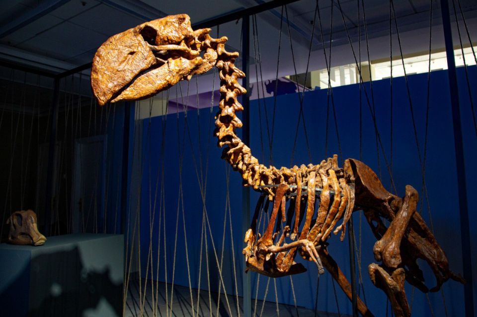 Эпоха динозавров в музее Шемановского