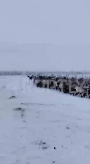 Причина пробок на Ямале: «Уступите дорогу — впереди сотня оленей!»