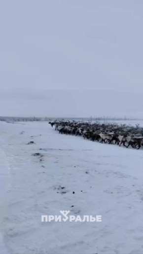 Конца-края не видно: тысячи оленей перешли трассу Сургут — Салехард возле Надымского поворота