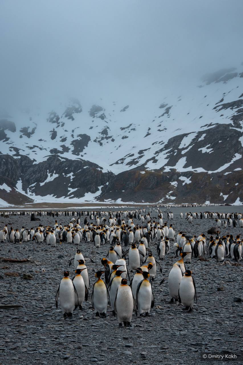Кадры с Южной Георгии. Остров оживает: на скалах и побережьях можно наблюдать местных обитателей в их естественной среде Кадры с Южной Георгии. Остров оживает: на скалах и побережьях можно наблюдать местных обитателей в их естественной среде