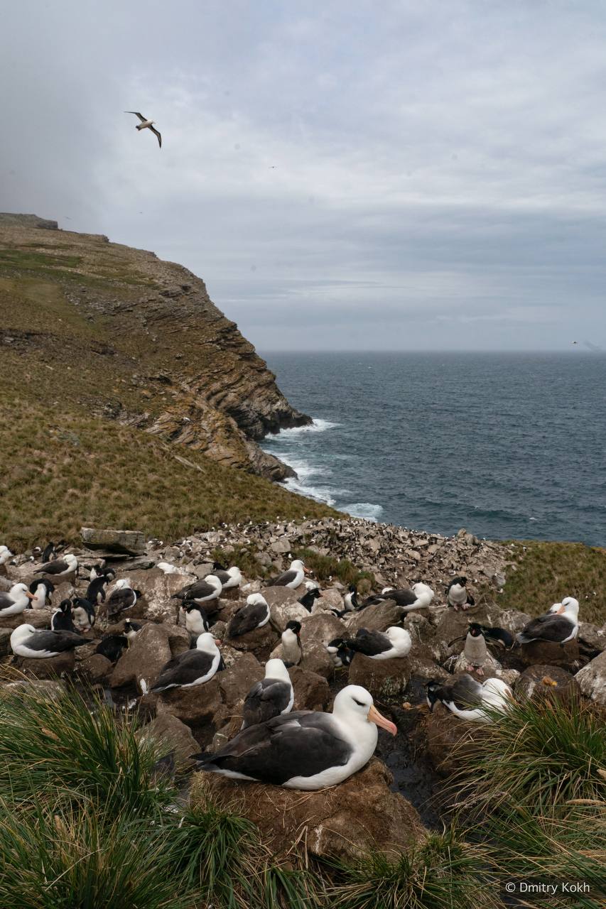 Кадры с Южной Георгии. Остров оживает: на скалах и побережьях можно наблюдать местных обитателей в их естественной среде Кадры с Южной Георгии. Остров оживает: на скалах и побережьях можно наблюдать местных обитателей в их естественной среде