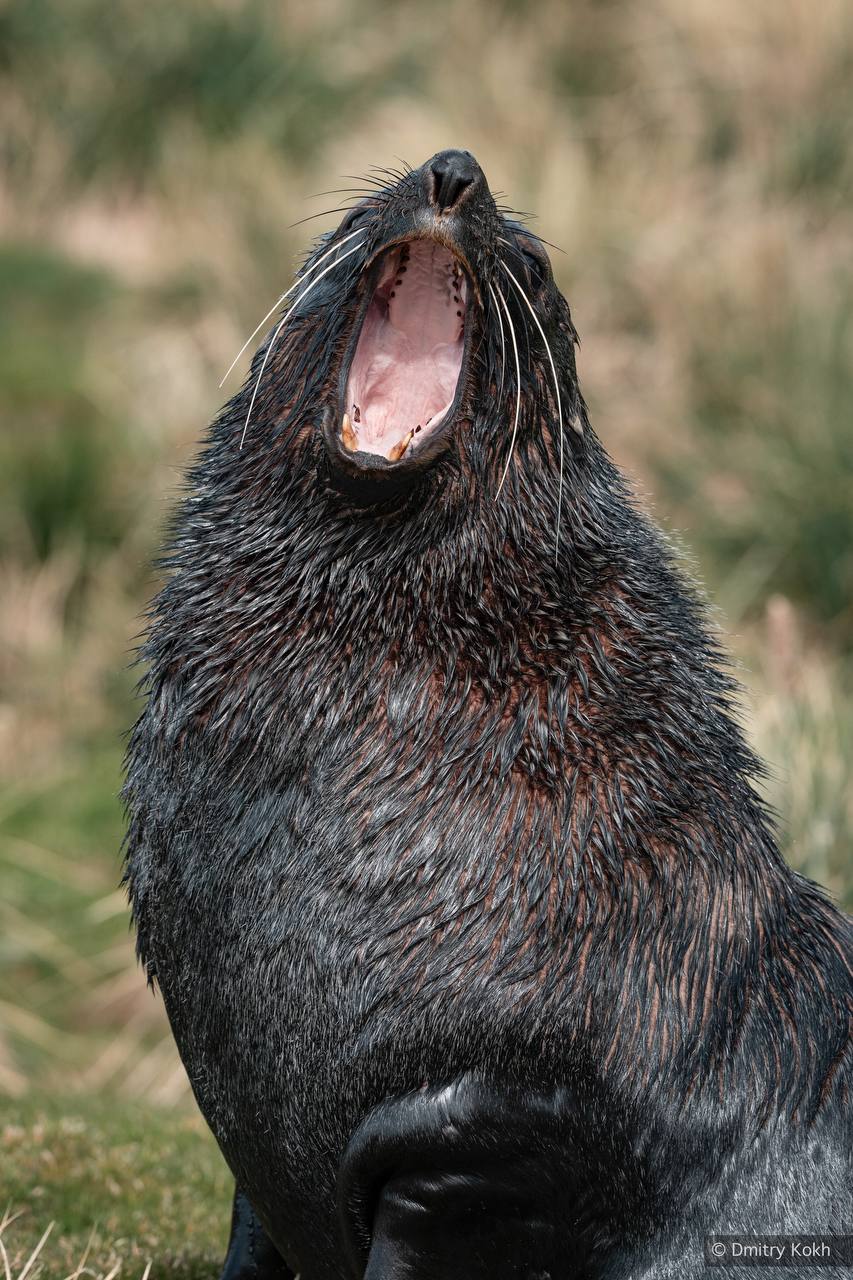 Кадры с Южной Георгии. Остров оживает: на скалах и побережьях можно наблюдать местных обитателей в их естественной среде Кадры с Южной Георгии. Остров оживает: на скалах и побережьях можно наблюдать местных обитателей в их естественной среде