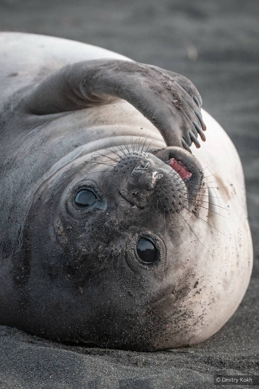 Кадры с Южной Георгии. Остров оживает: на скалах и побережьях можно наблюдать местных обитателей в их естественной среде