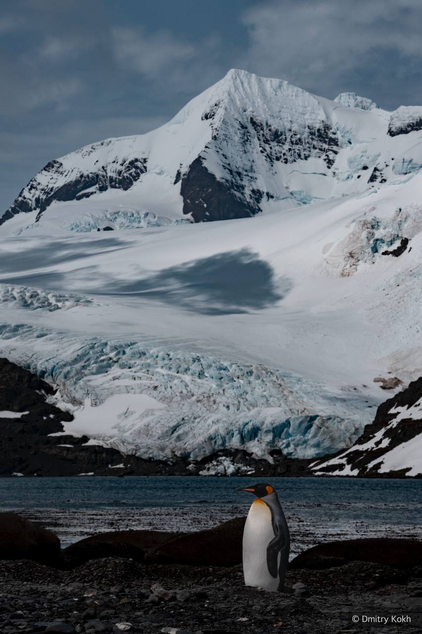 Кадры с Южной Георгии. Остров оживает: на скалах и побережьях можно наблюдать местных обитателей в их естественной среде Кадры с Южной Георгии. Остров оживает: на скалах и побережьях можно наблюдать местных обитателей в их естественной среде