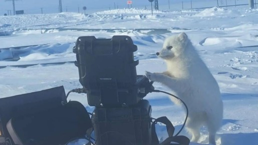 На Ямале пушистый инспектор заинтересовался техникой нефтяников