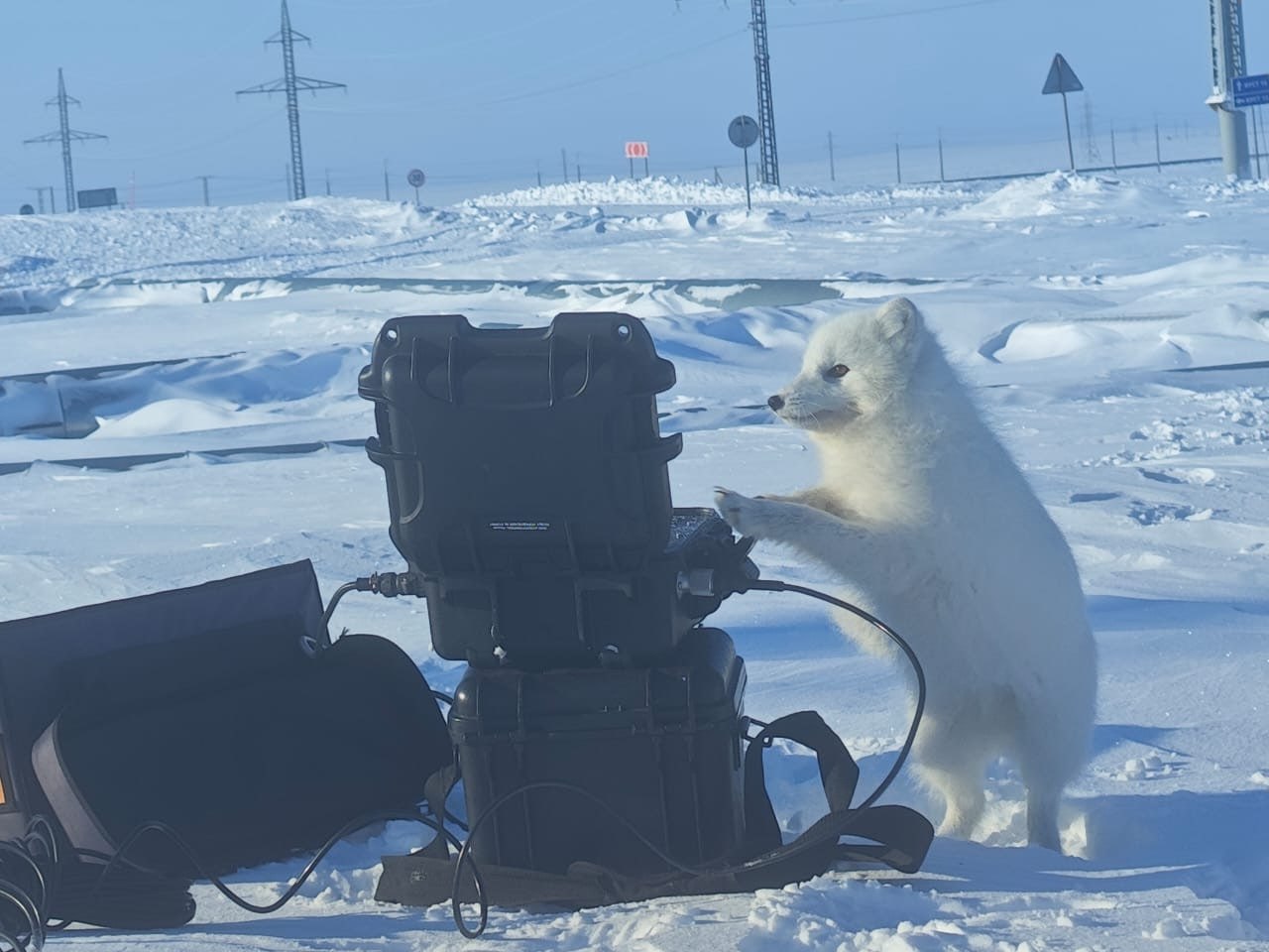 К сотрудникам Восточно-Мессояхского месторождения вышел песец и проверил оборудование