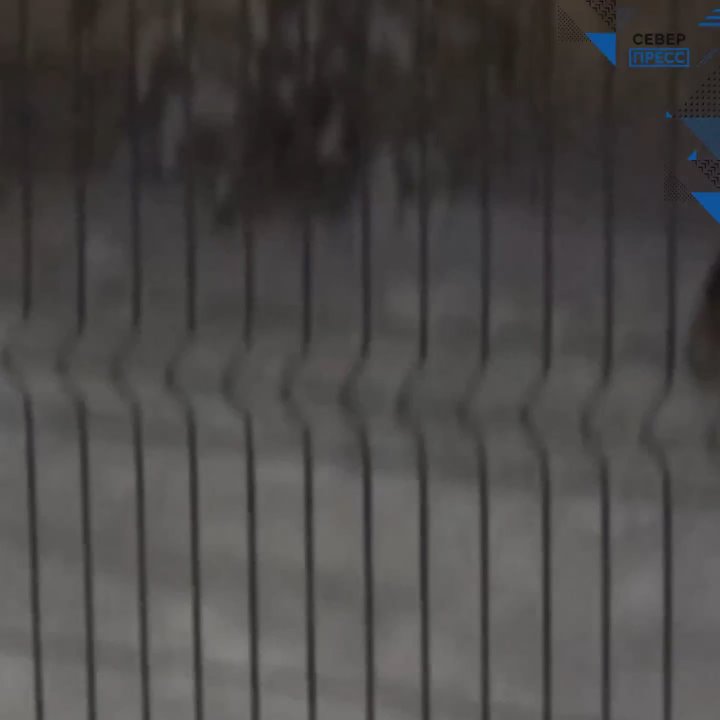 Наряд ДПС в Ноябрьске не только водителей-нарушителей задержит, но и собак бродячих отгонит