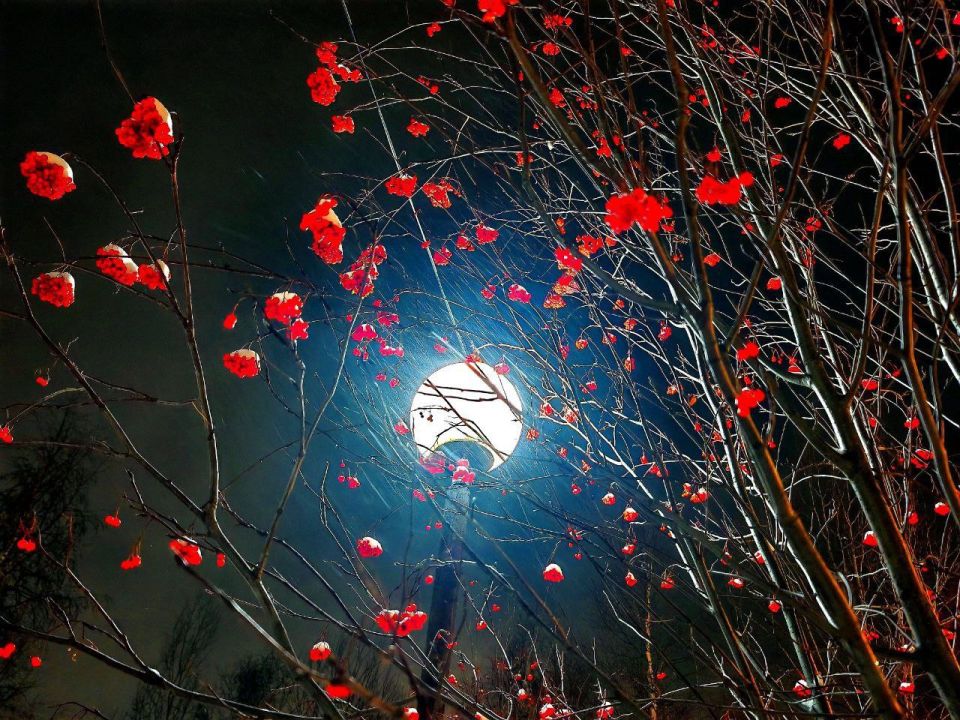 Алексей Романов: Ночь. Фонарь. Рябина. Магия природы в одном кадре