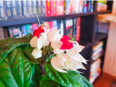 Забытый красивый тропикан: 3 причины, почему клеродендрум должен быть в каждом доме