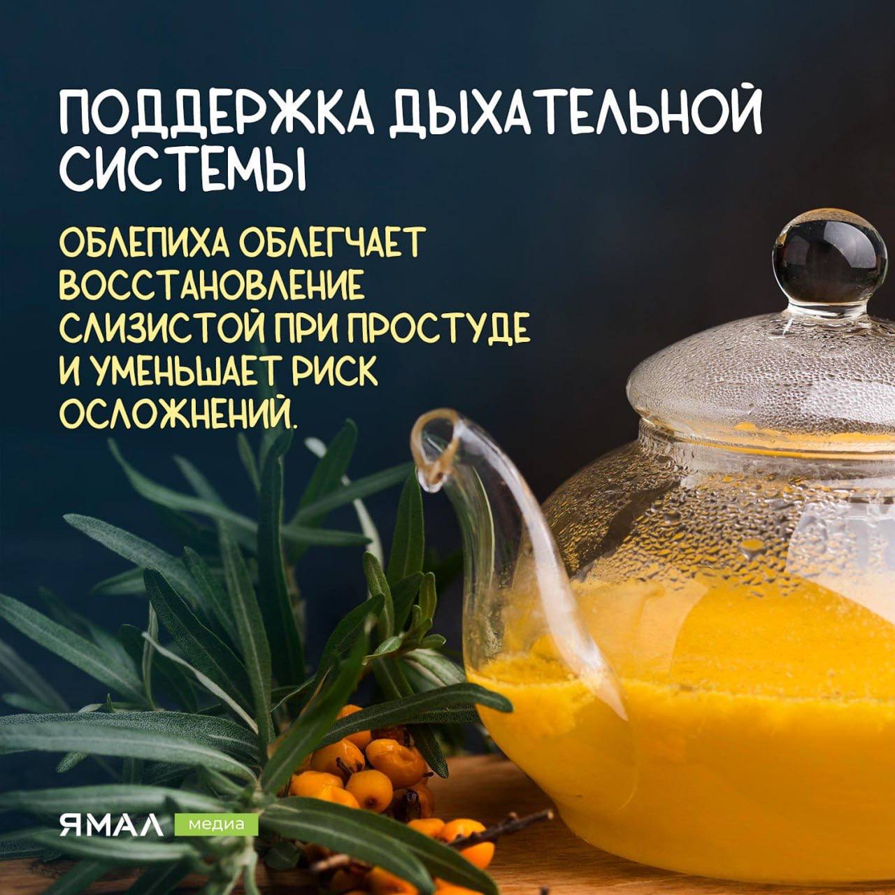 Облепиха — солнечный щит для иммунитета Облепиха — солнечный щит для иммунитета