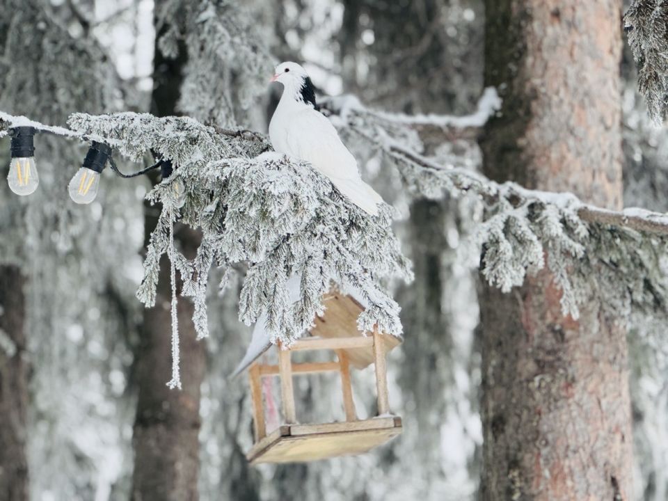   , .    - 12 C  - 9 C,  , ,  3-7 /