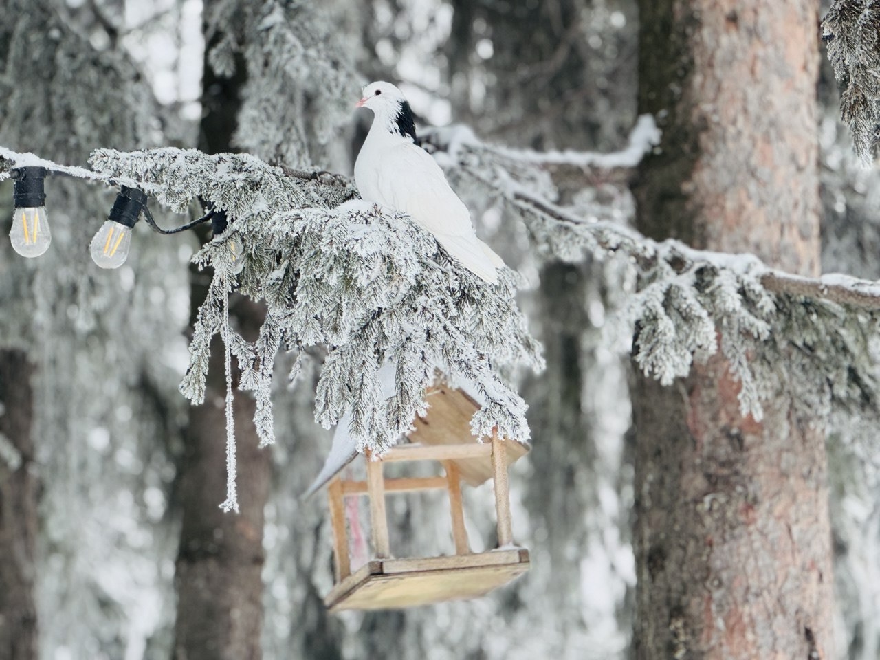 С добрым утром, Салехард. Температура днём от - 12 C° до - 9 C°, переменная облачность, туман, ветер 3-7 м/с