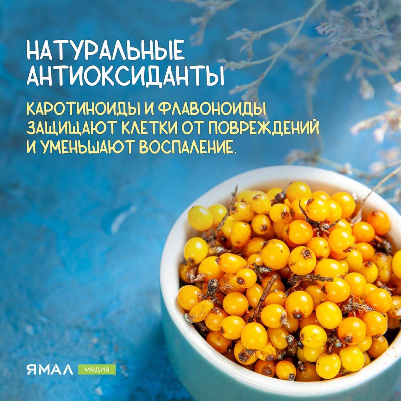 Облепиха — солнечный щит для иммунитета Облепиха — солнечный щит для иммунитета