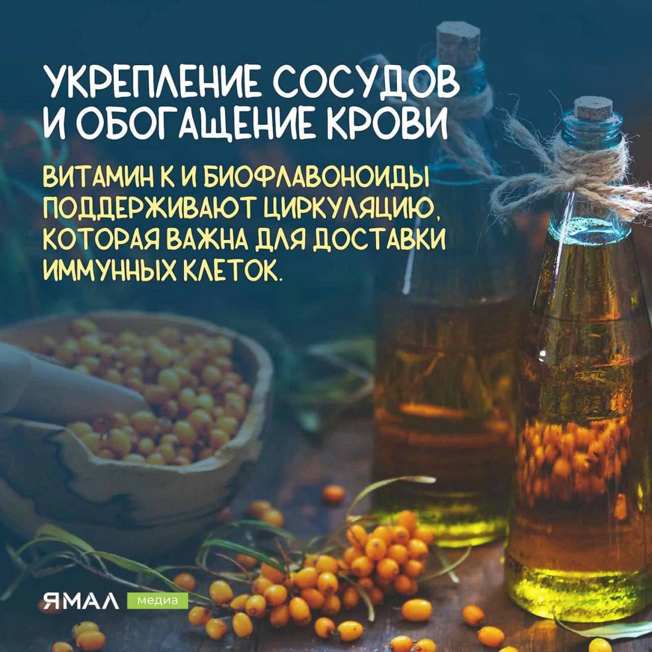 Облепиха — солнечный щит для иммунитета Облепиха — солнечный щит для иммунитета