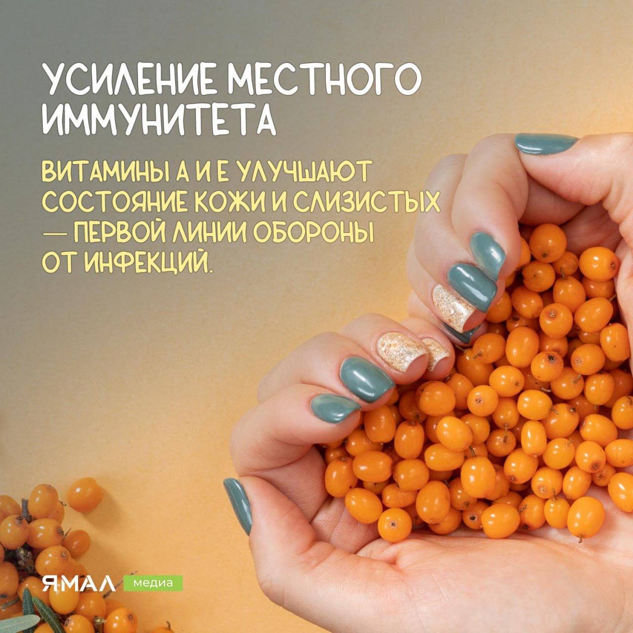 Облепиха — солнечный щит для иммунитета Облепиха — солнечный щит для иммунитета