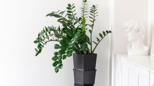 Сделайте это с замиокулькасом уже сейчас: новые стрелы начнет давать моментально