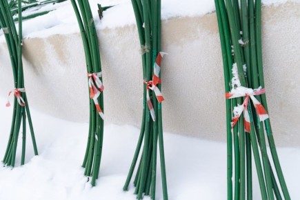 В Салехарде на площади у «Геолога» ставят главную городскую ёлку