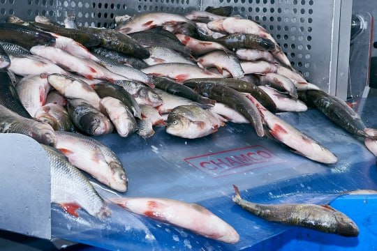 Салехардский комбинат завоевал золотые и серебряные награды на федеральном конкурсе Салехардский комбинат завоевал золотые и серебряные награды на федеральном конкурсе