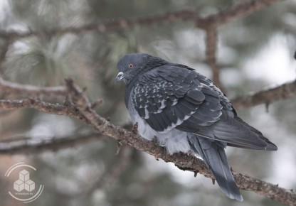 Понедельник пережили, это уже маленькая победа!
