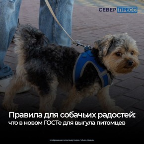 Впервые в России разработали государственный стандарт для выгула домашних животных