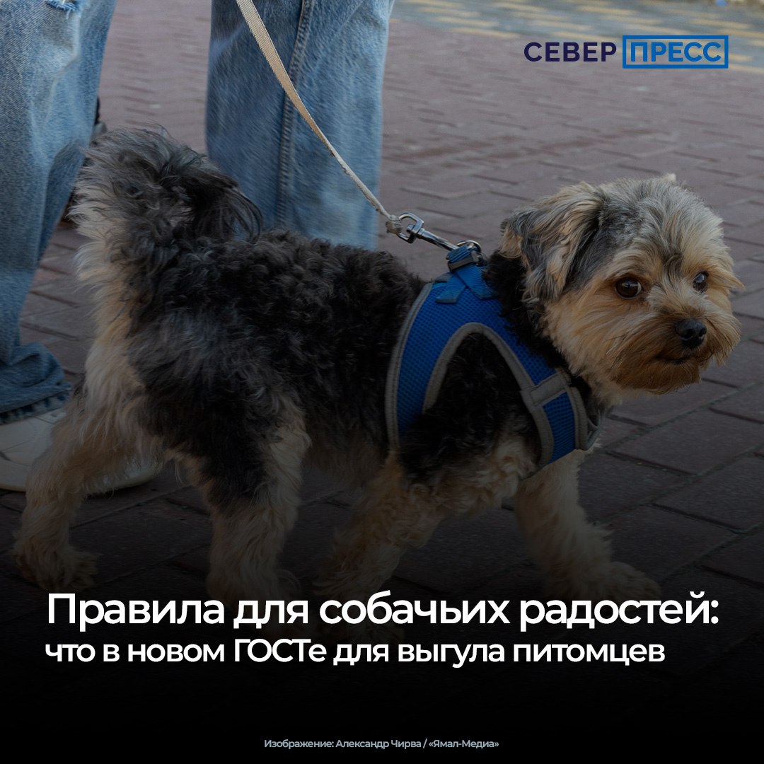 Впервые в России разработали государственный стандарт для выгула домашних животных
